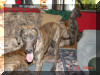 Great Dane Puppies , Great Danes for Sale , Great Dane Breeders